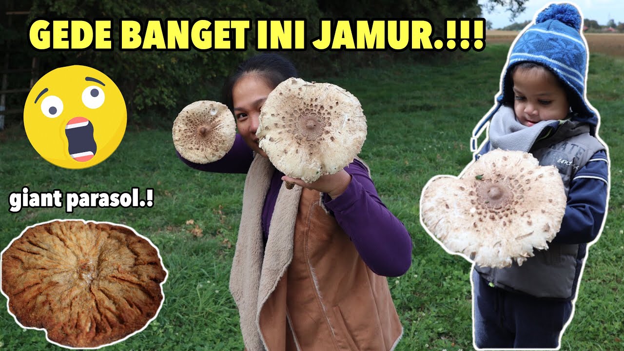 DAPAT JAMUR GEDE BANGEEEETTTT.!!!! / GIANT PARASOL..!