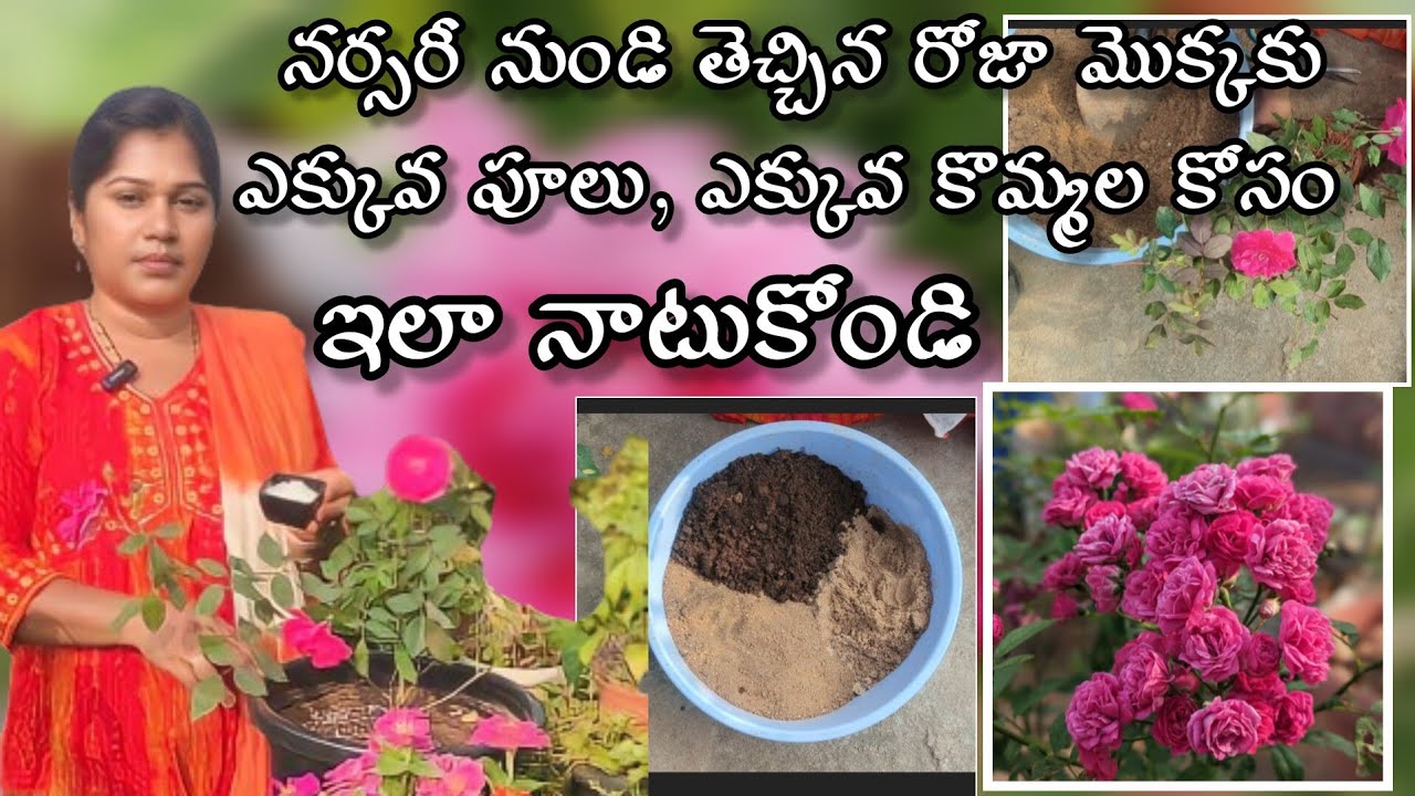 Rose plant complete care in telugu | how to grow rose plant