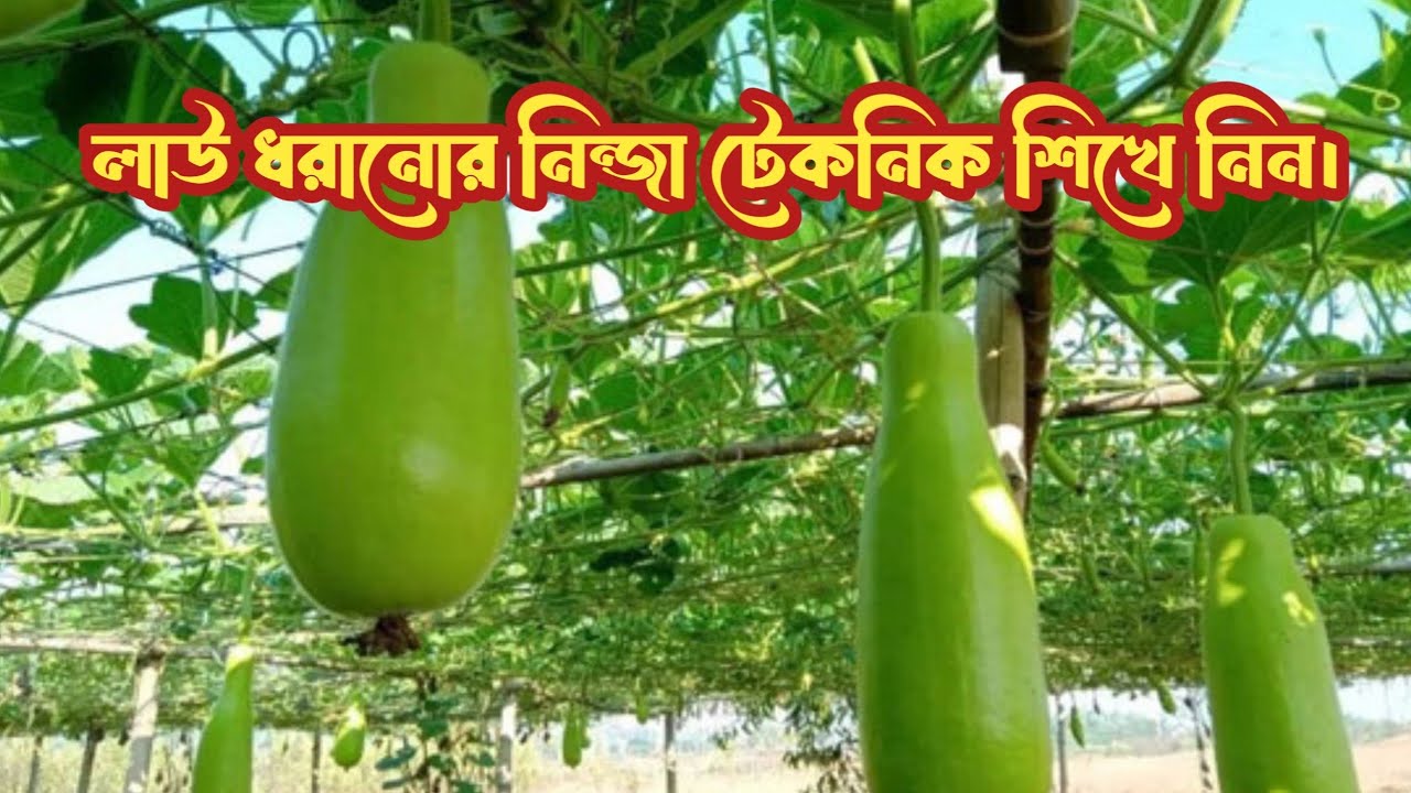 লাউয়ের জালি টিকাবেন যেভাবে। লাউ চাষ | কৃষি ভিডিও 
