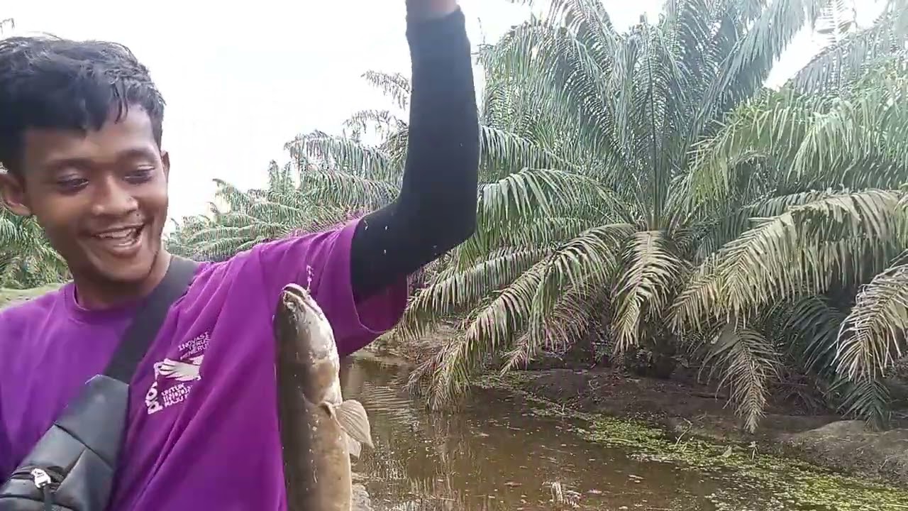 Cesting Full Sambaran full strike 😱😱😱😱