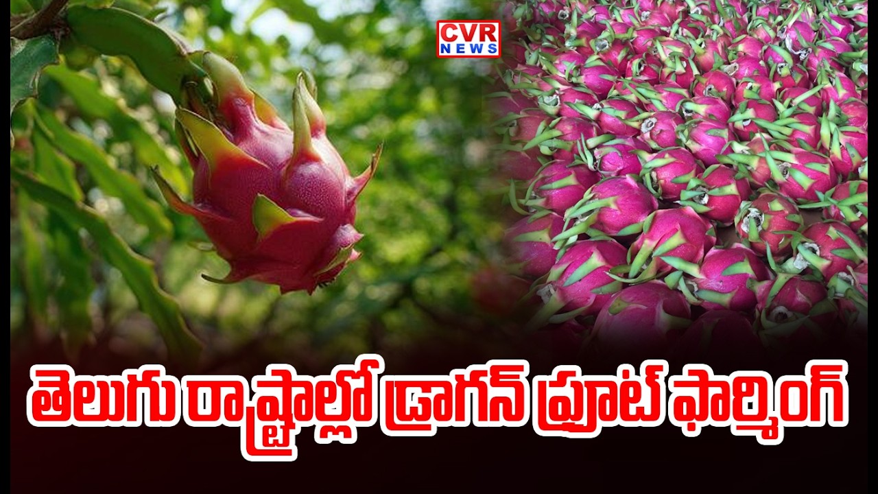 తెలుగు రాష్ట్రాల్లో రైతులలో క్రేజ్ పెరుగుతోంది | Dragon Fruit Farming In Telugu states | CVR News