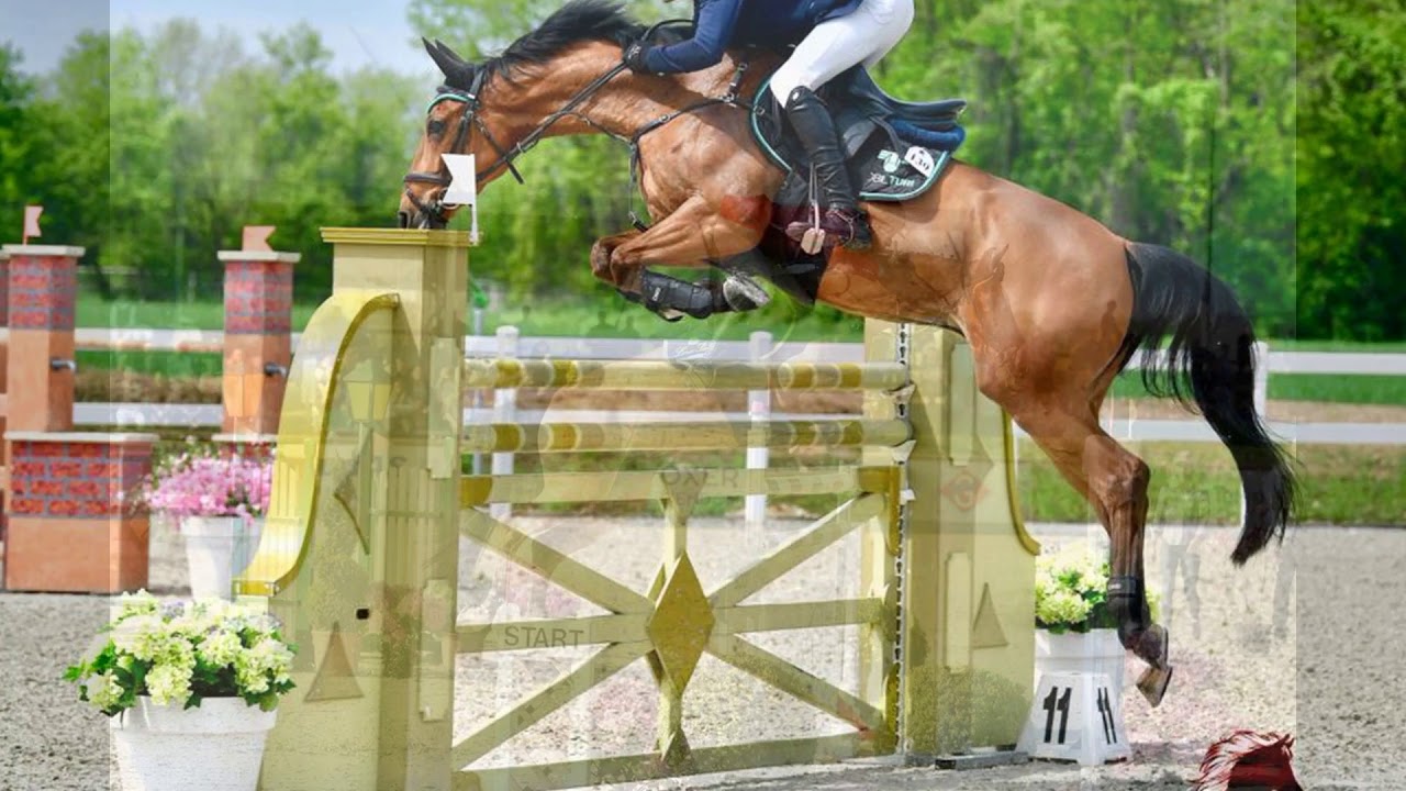 LOVEHORSES & THE BODY BANDAGE
