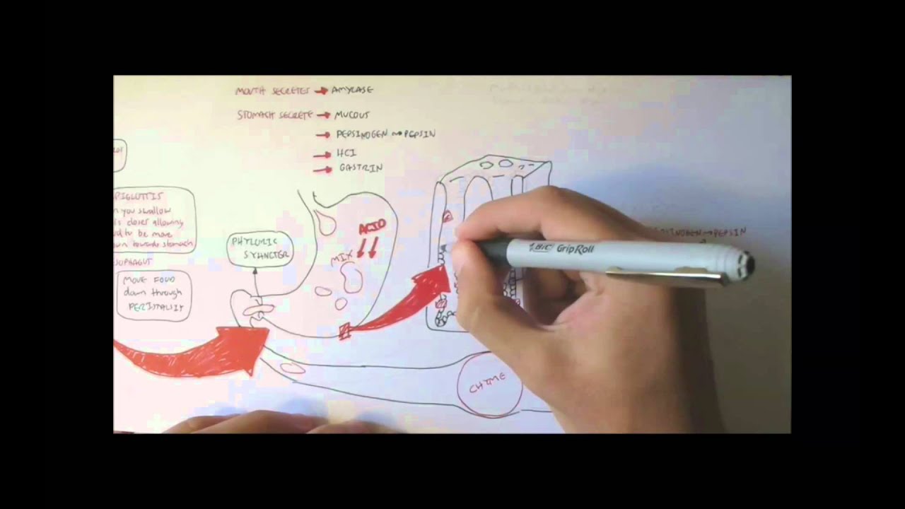 Digestive System Physiology Overview