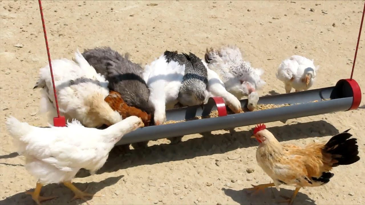 DIY Chicken Feeder Using PVC Pipe