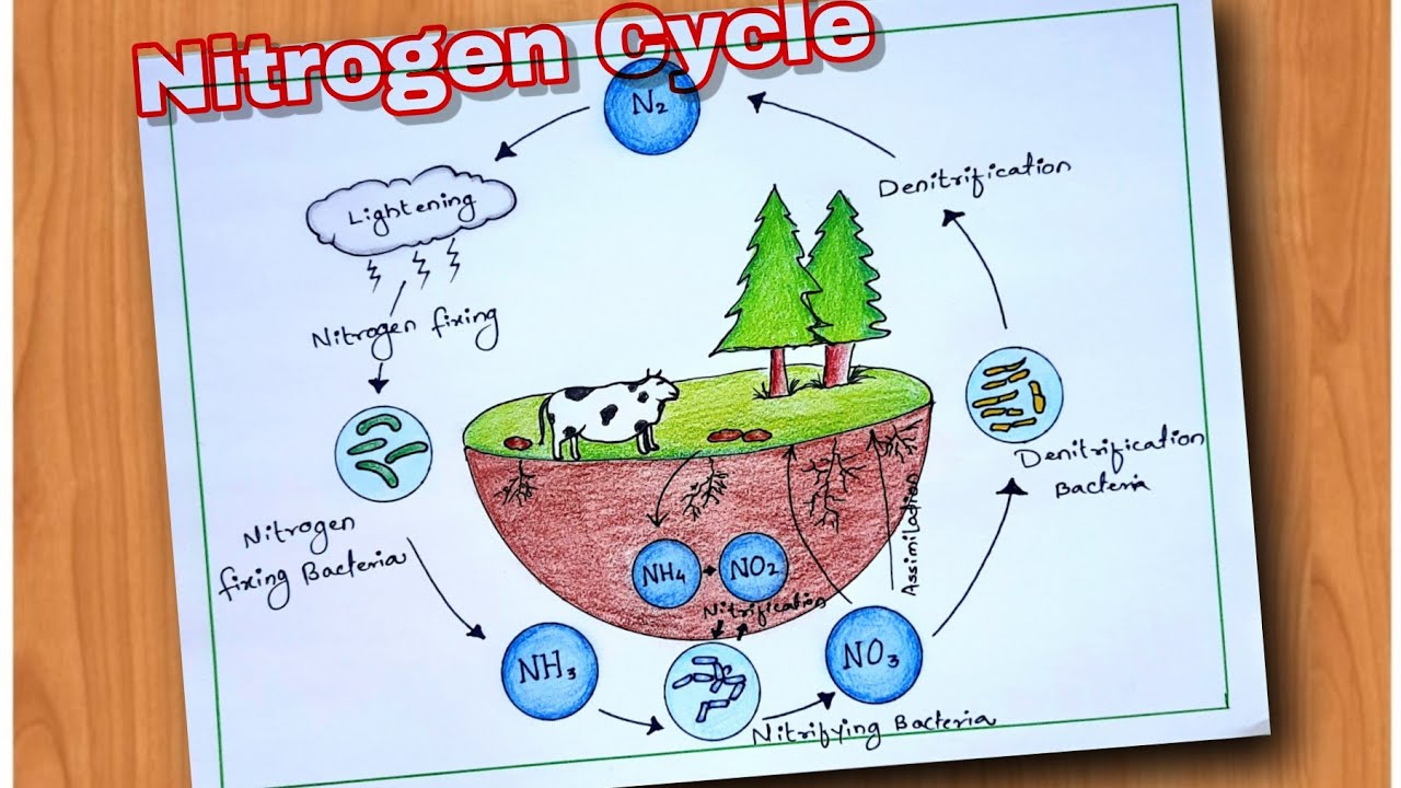 Nitrogen cycle diagram drawing/how to draw Nitrogen cycle labeled diagram step by step