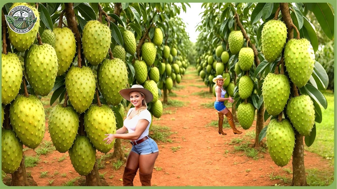 How Million Tons of Soursops Are Harvested & Processed - The Marvel of Soursop Farming