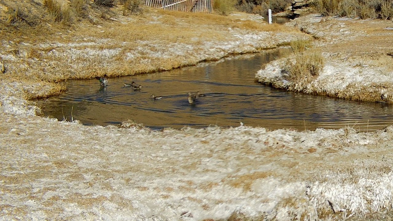 Wild Horses? Today It’s Duck Season Jan 29 2026