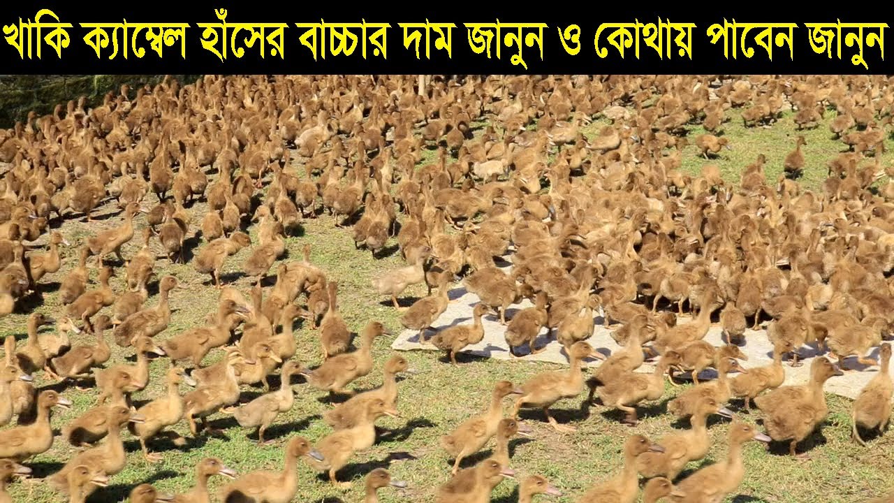 ডিমের রানী খাকি ক্যাম্বেল হাঁসের বাচ্চার দাম জানুন ও কোথায় পাবেন বিস্তারিত