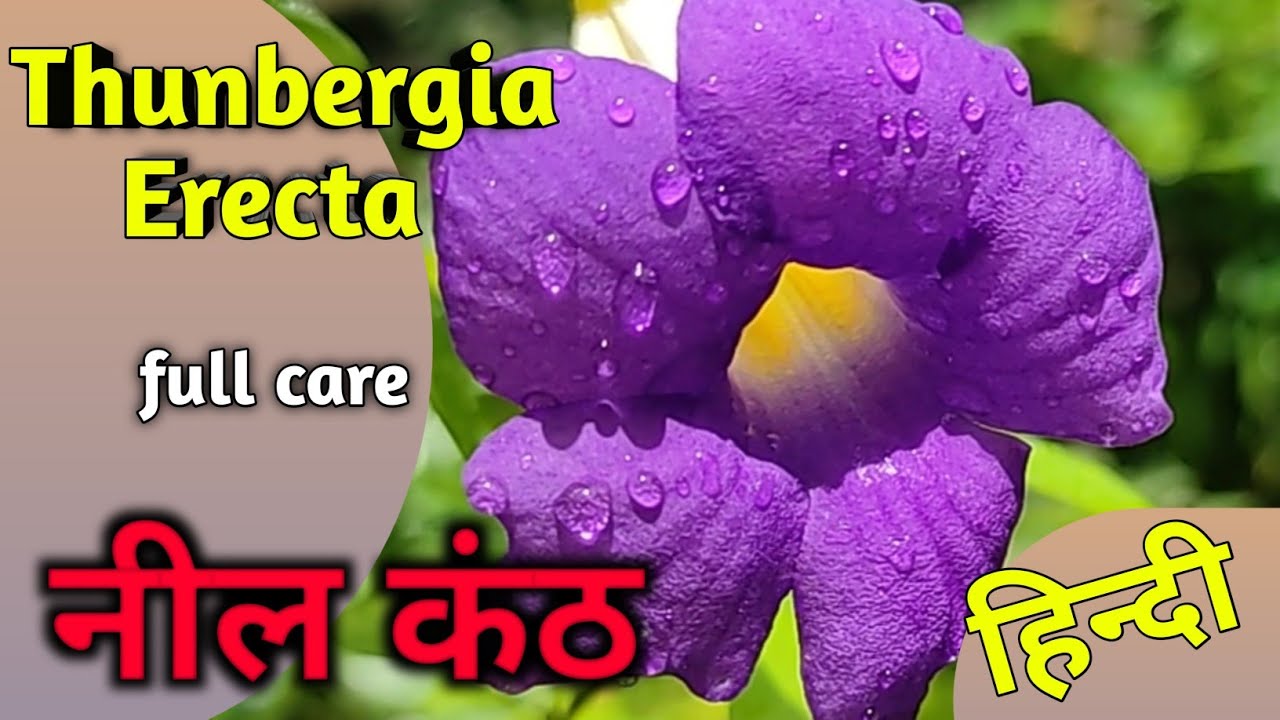 Thunbergia Erecta / Bush Clockvine / King's Mantle full A to Z care in Hindi