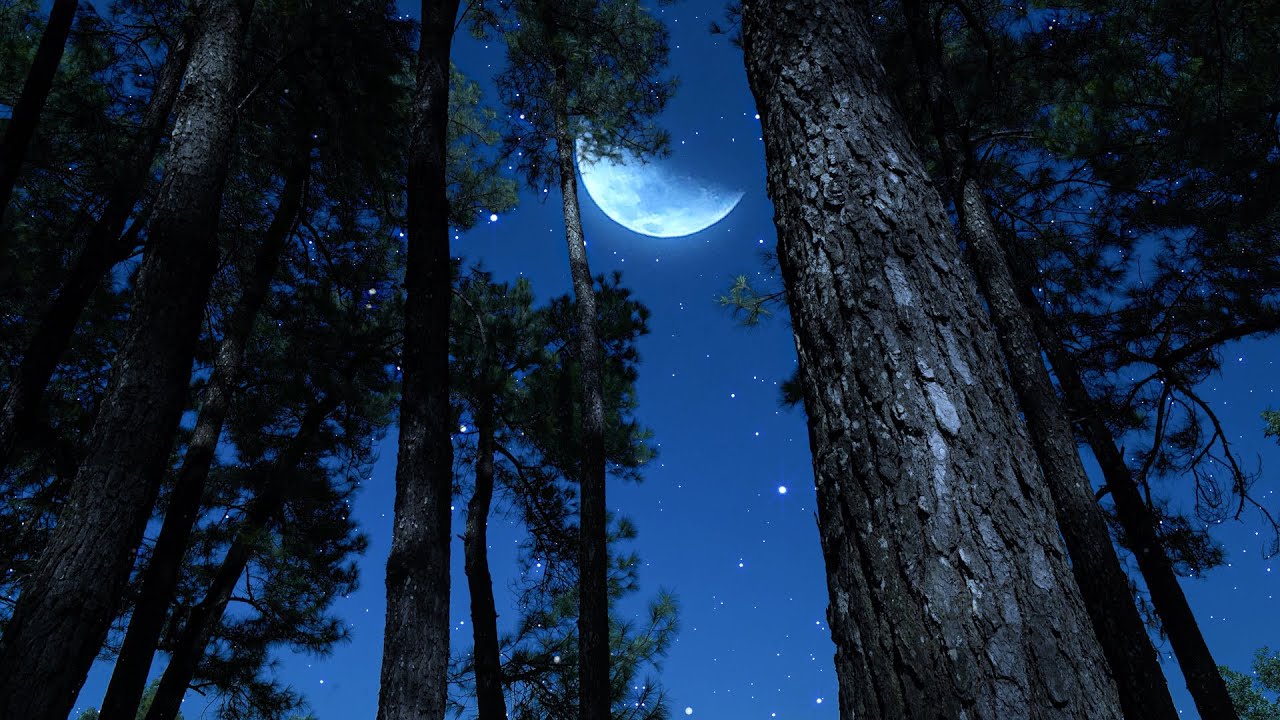 Crickets & Owl Sounds Under the Peaceful Night Sky | Nature Ambience for Deep Sleep & Relaxation
