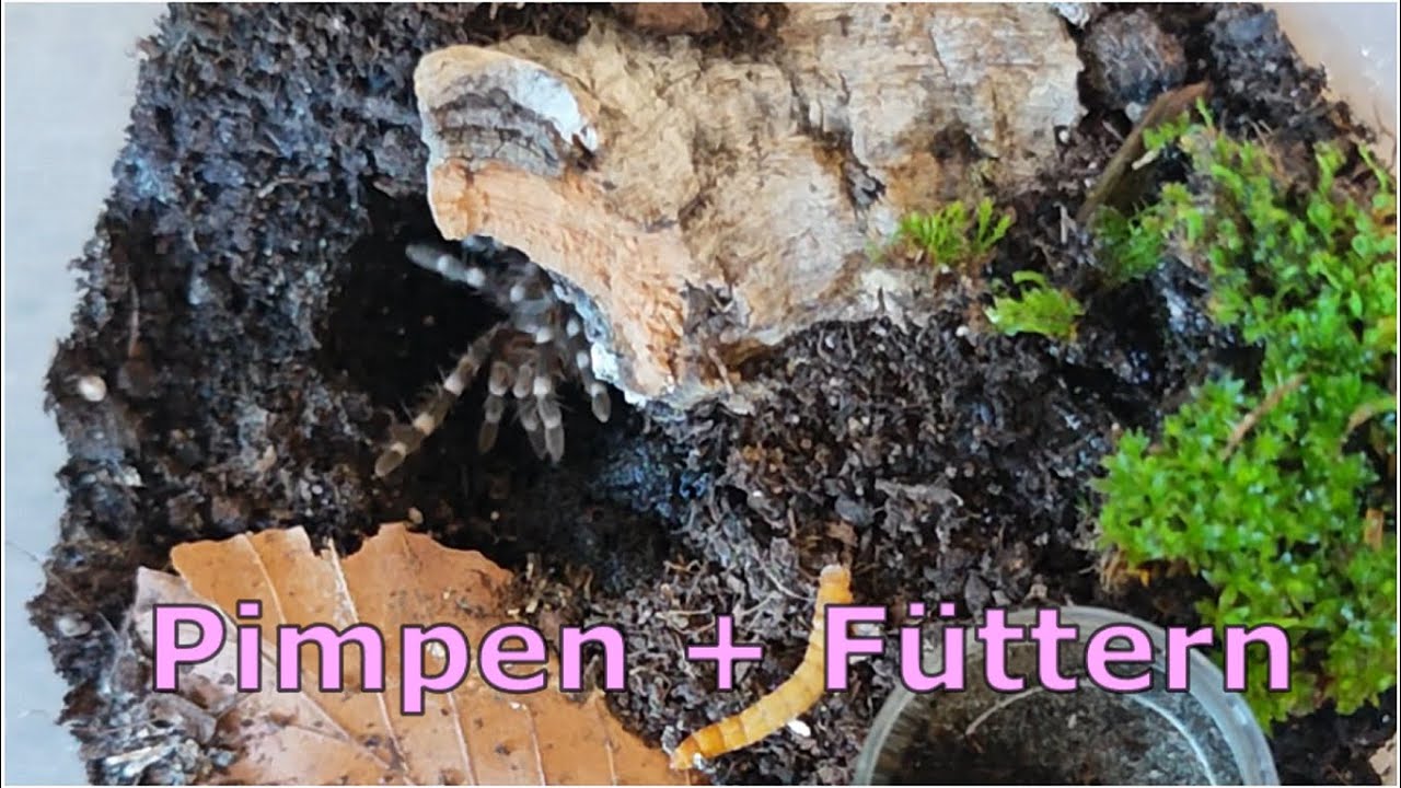 Flauschi richtet sich ein, wir pimpen die Aufzuchtsdosen + Fütterungen