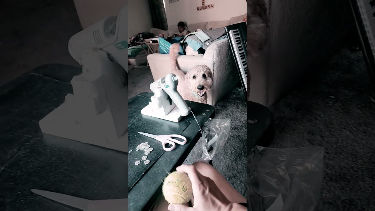 #Thelifeoflucasthegoldendoodle #playcatch #goldendoodleplay