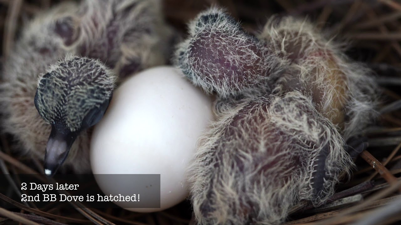 Backyard Bird Watching: Mourning Dove Nest 5 Weeks Complete Documentary