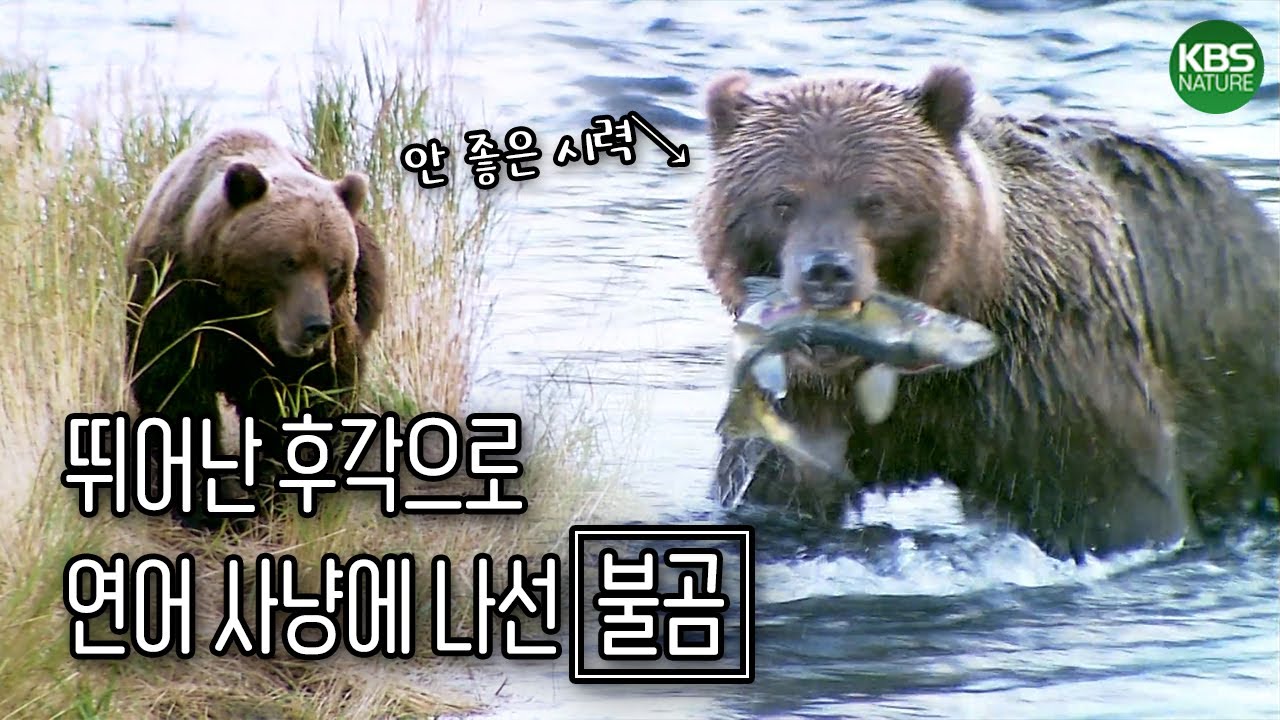 불곰은 시력이 안 좋은 대신 뛰어난 후각을 가지고 있다 ?! 최고의 포식자 불곰의 연어 사냥ㅣKBS 환경스페셜 070317 방송