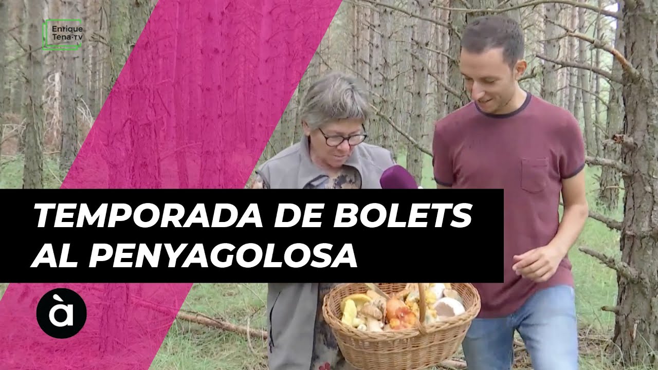 REPOR | Una tardor plena de bolets al Penyagolosa i a Vistabella del Maestrat