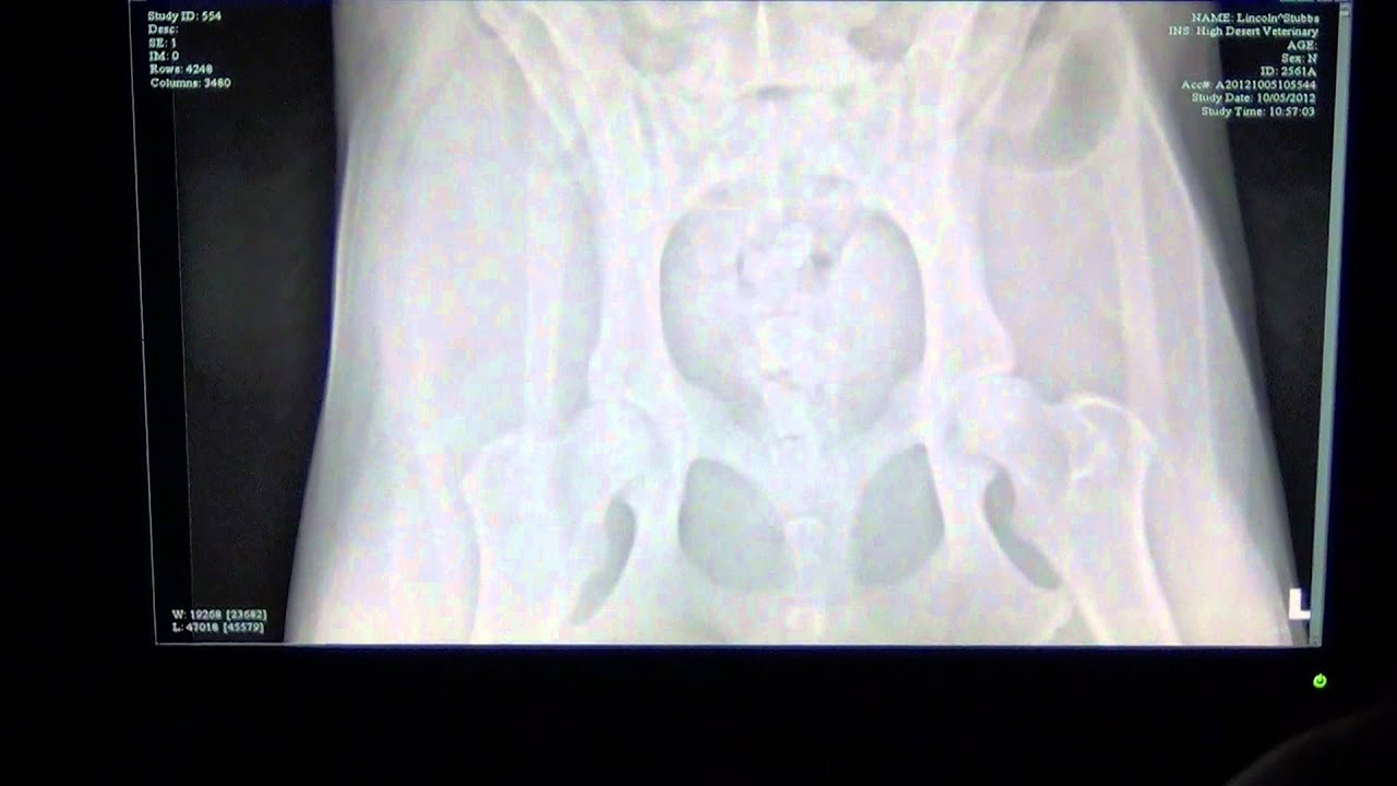 Hip & Knee Radiographs on a Dog With Torn ACL / High Desert Veterinary