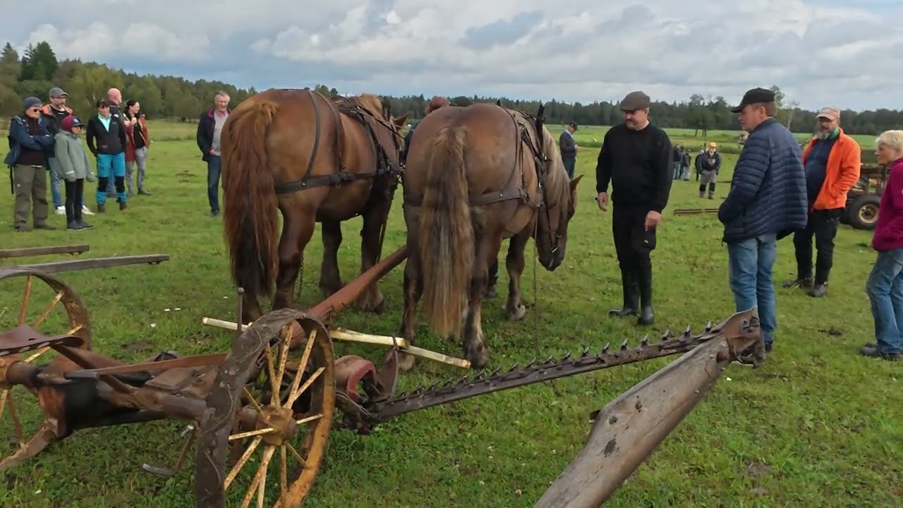 Brukshästens dag - 6 September - Skattegården Jäla - agriculture Landwirtschaft