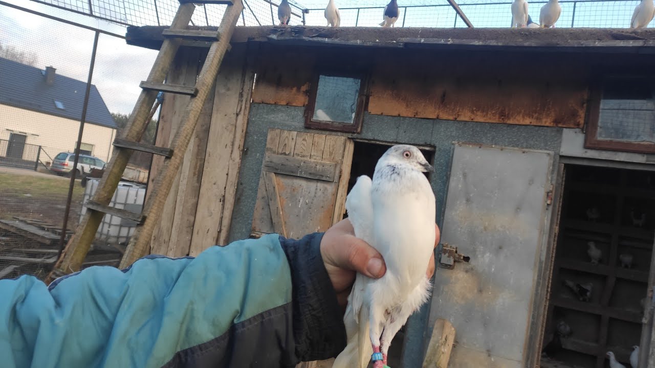 PODPUST KOLEGI 2 NA + ŁAPIEMY I ATAK JASTRZĘBIA.
