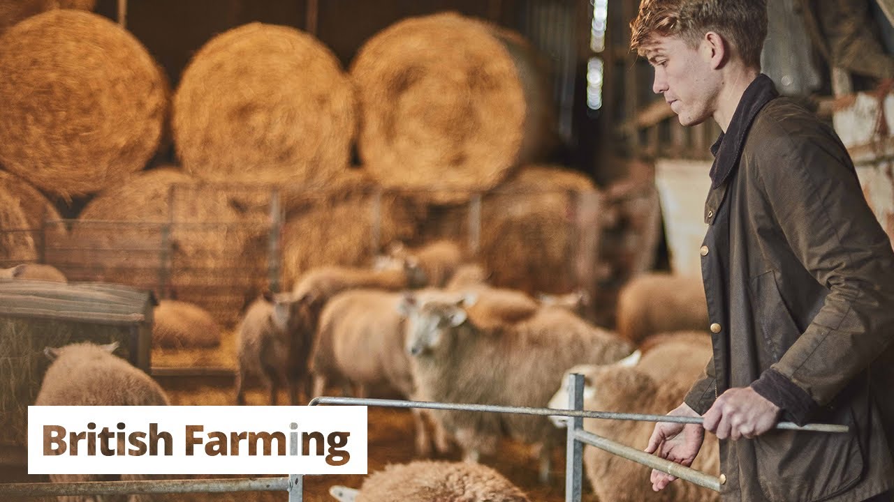 British Farming | Shearing Sheep and Why Farmers do it.