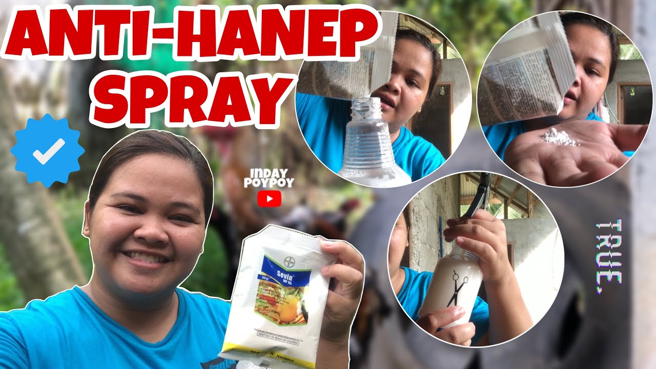 ANTI-HANEP SPRAY PARA SA ATING MGA PUGATAN AT YARD. | INDAY POYPOY