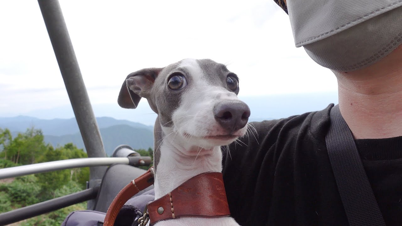 初めて乗るリフトに不安を隠せない子犬が可愛すぎるwww【イタグレ】