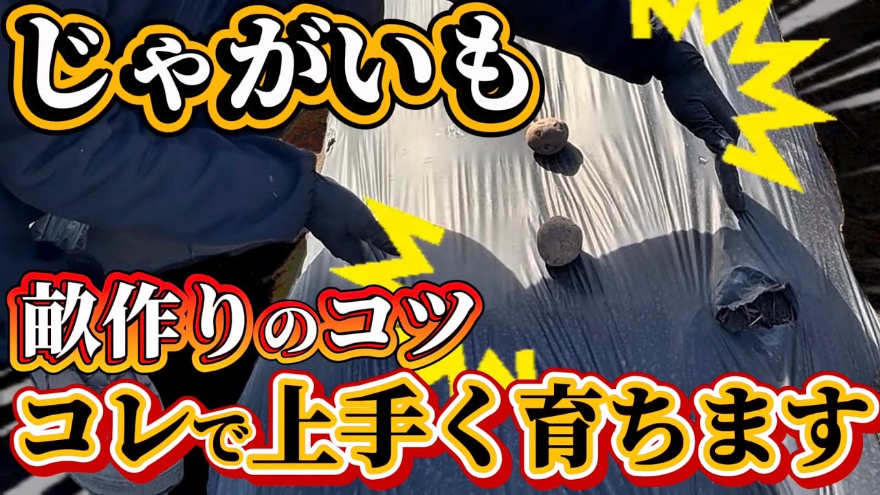【じゃがいも】畝作りのコツはコレです！やることで生育が良くなるポイントについて話します