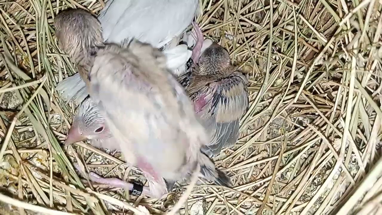 Eumo java Chicks and eumo java pied 