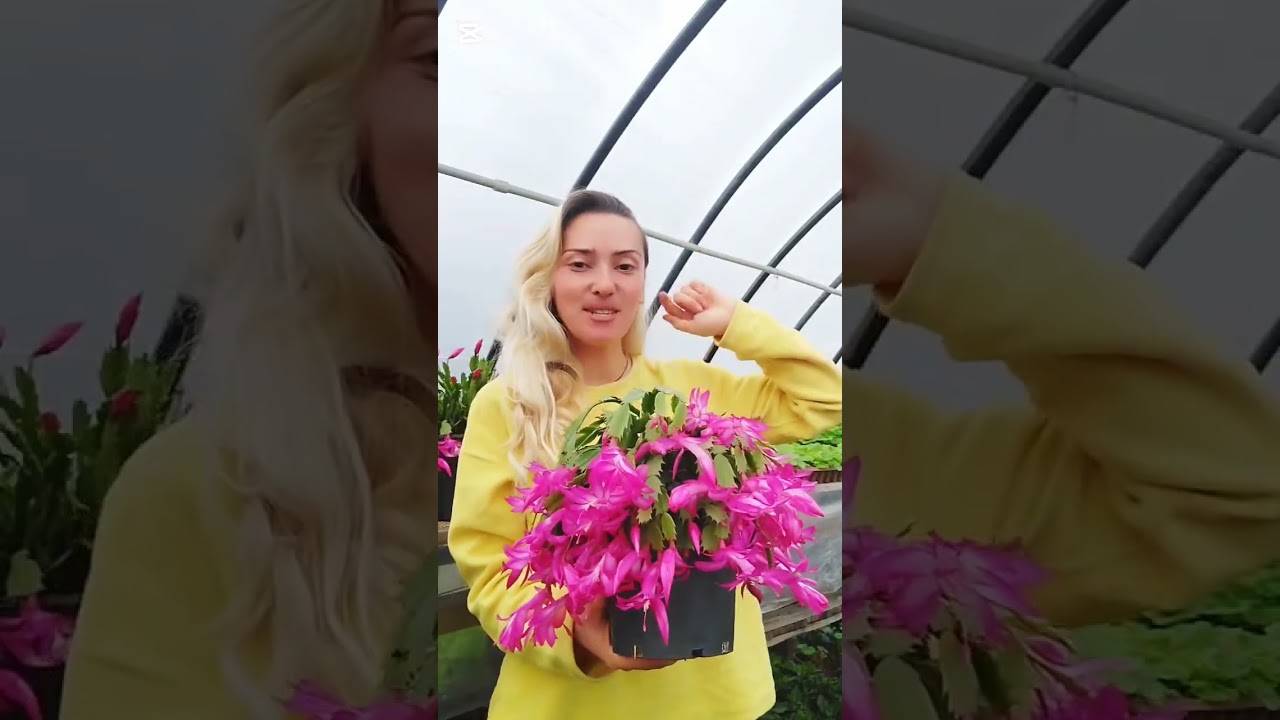 დეკემბერა