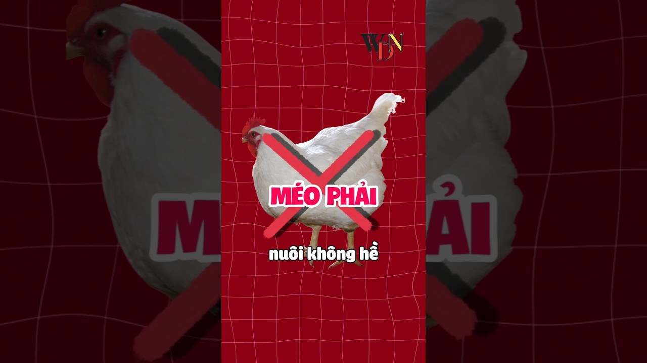 Tại sao nu&ocirc;i g&agrave; lại phải đi t&ograve; #shorts