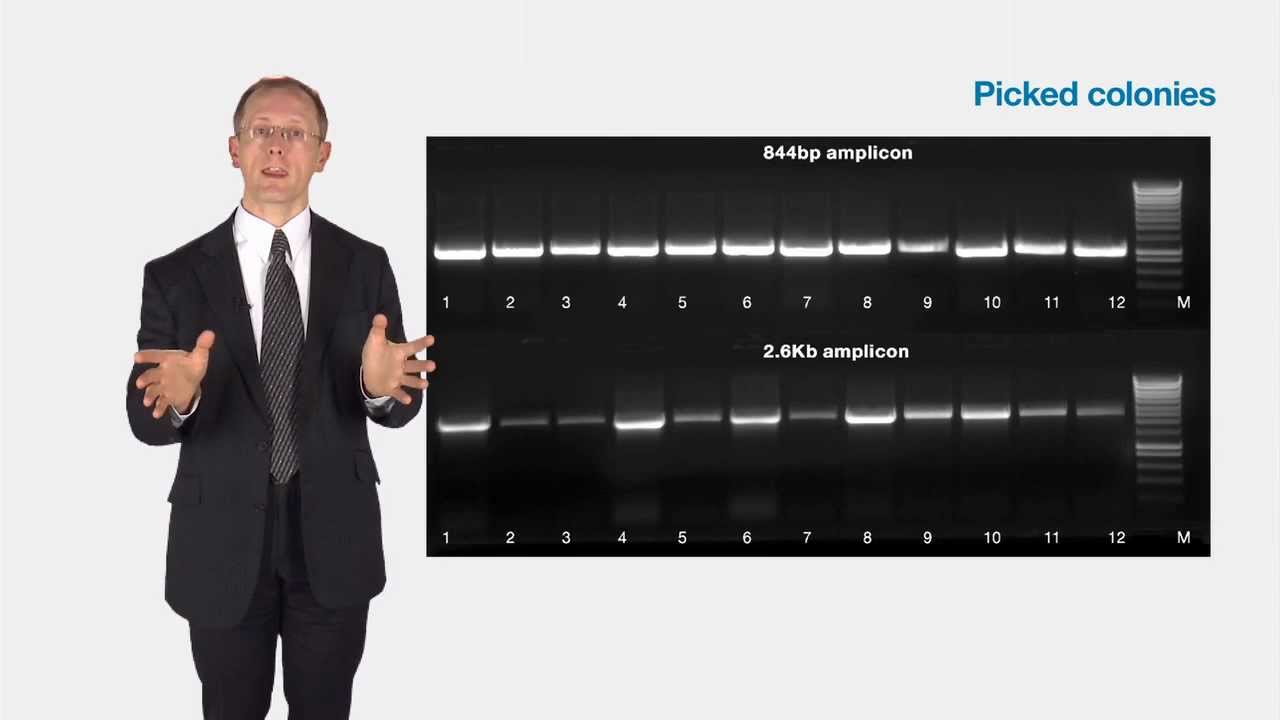 MyTaq DNA Polymerase - Product Overview, Features & Benefits