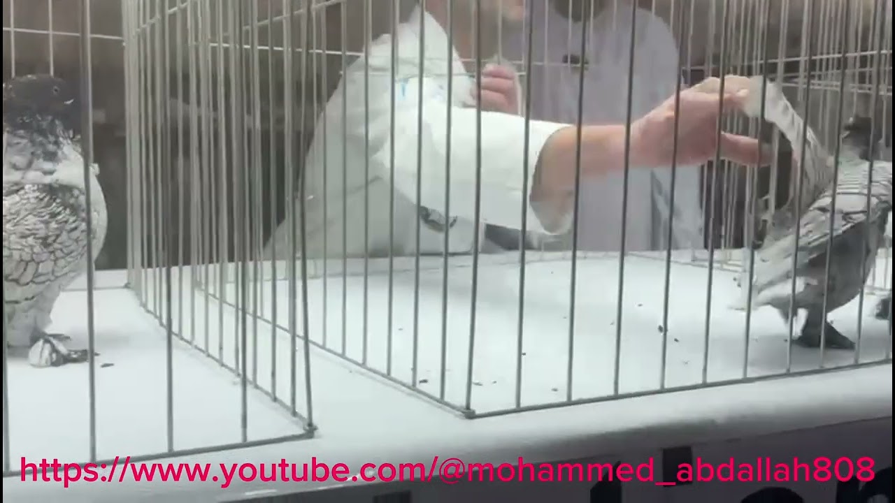 Oriental Frill Judging young hen Black Lace in the Saudi National Show 17/1/2025 #pigeon #birds