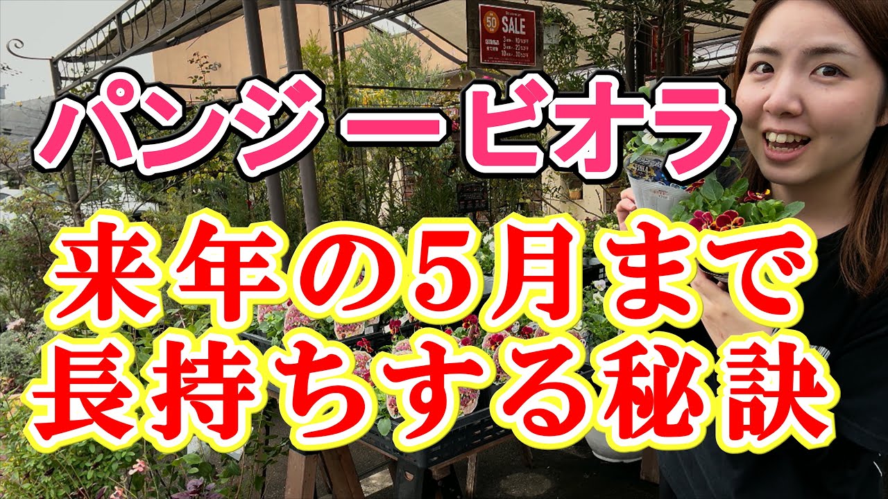 パンジー・ビオラ【長持ちの秘訣と綺麗に育てる方法】
