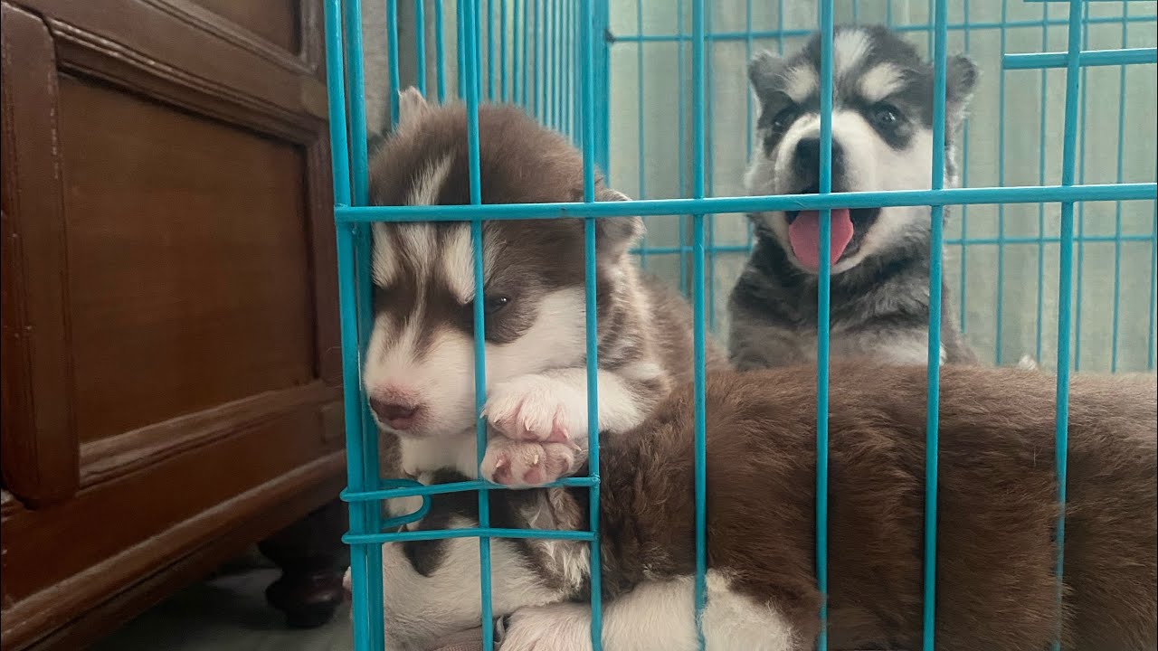 Noorie: Puppies taught to respond to clapping. #dogtraining #huskypuppy #dog #doglovers #dogtrainer