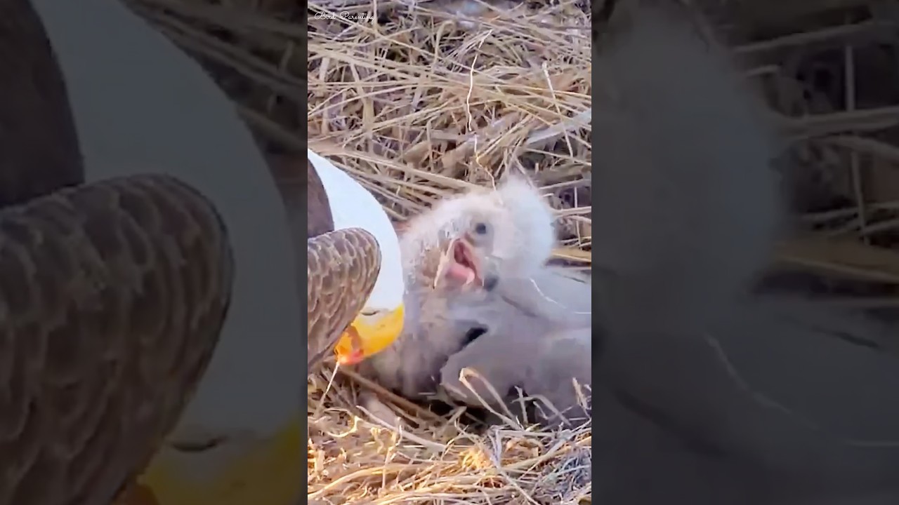 Poor eagle baby is suffering from food getting stuck in his throat😥#bird #chick @WindowToWildlife