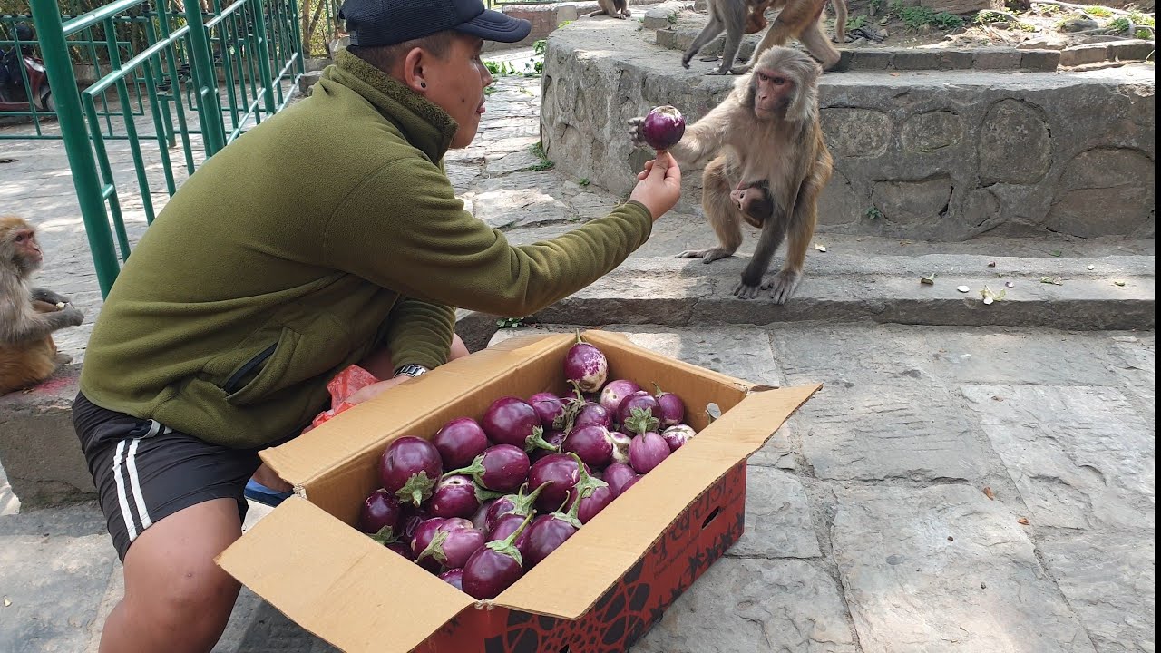 Feeding lots of vegetable items for monkeys families and four bucket dog food for street dog