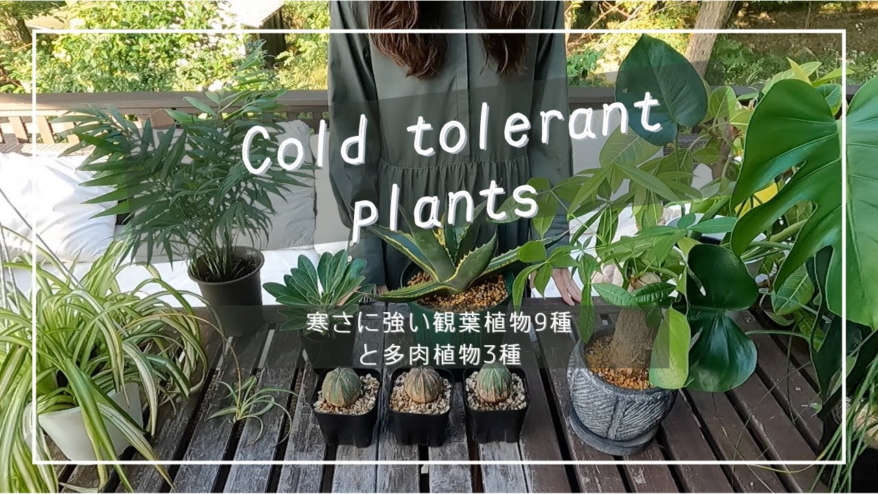 【日本の冬にも耐える！！】寒さに強い観葉植物9種（&おまけ3種）