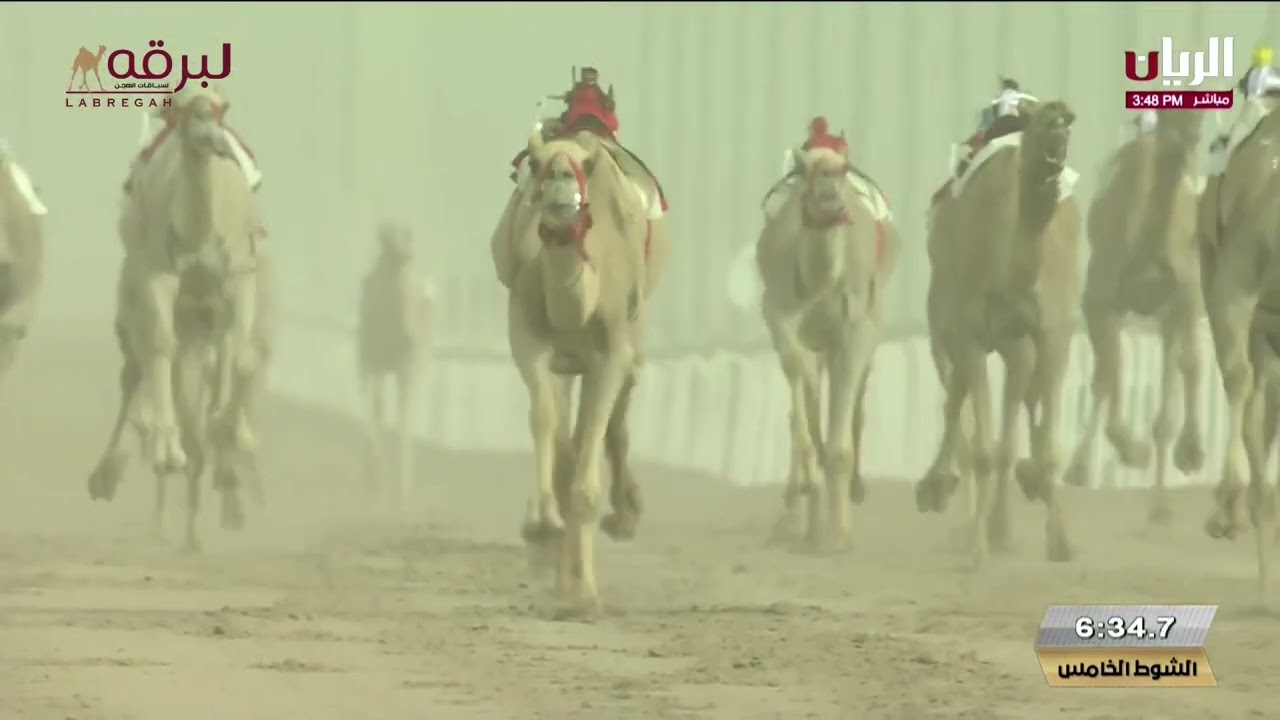 ش5 الهابة لـ هجن الشحانية (مهرجان سمو أمير البلاد المفدى 15-04-2025) السيف الذهبي حيل مفتوح 12:02:66