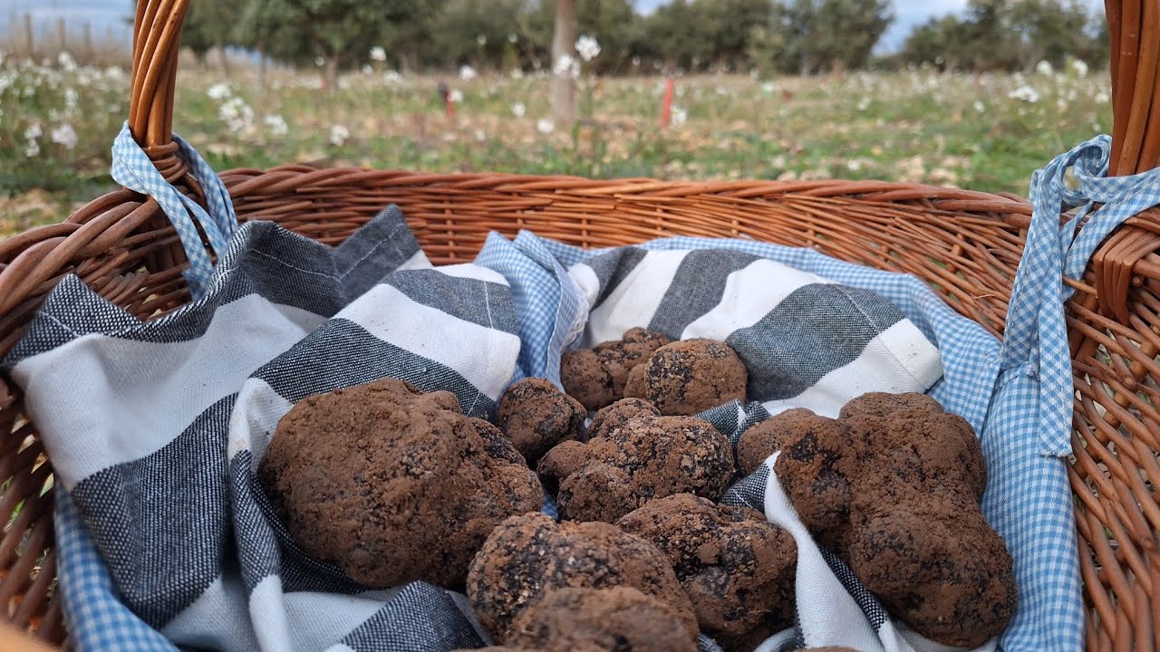HONGOS DE INVIERNO (  TRUFA NEGRA  ) ( TUBER MELANOSPORUM )(  NAVARRA  ) HONGOS HIPOGEOS  💎 DIAMANTE