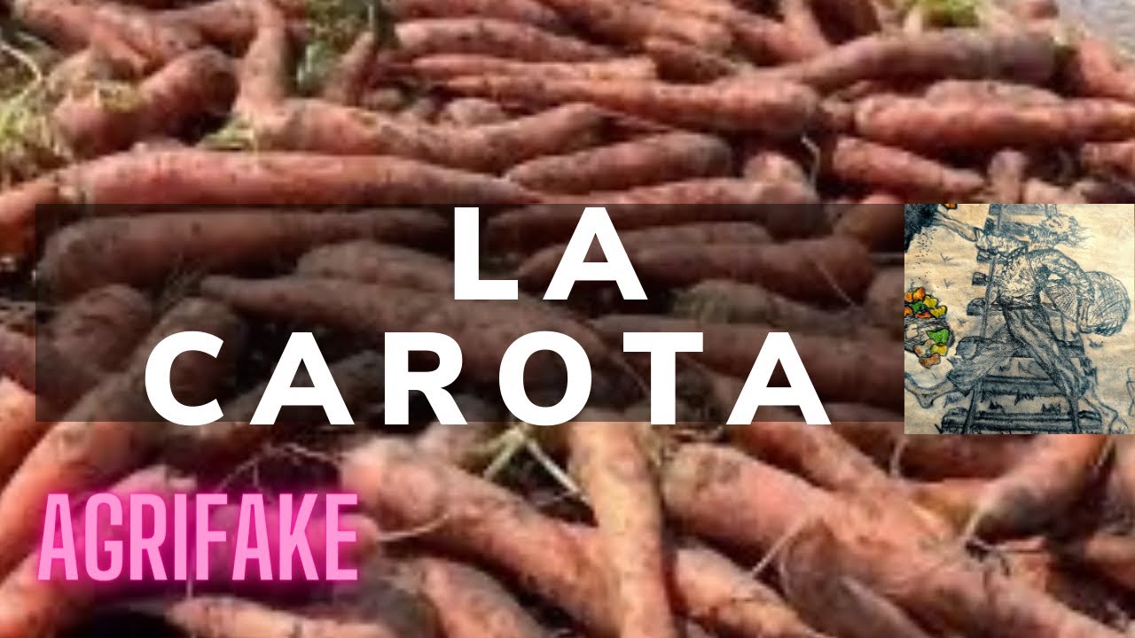 LA CAROTA (Daucus carota) 🥕