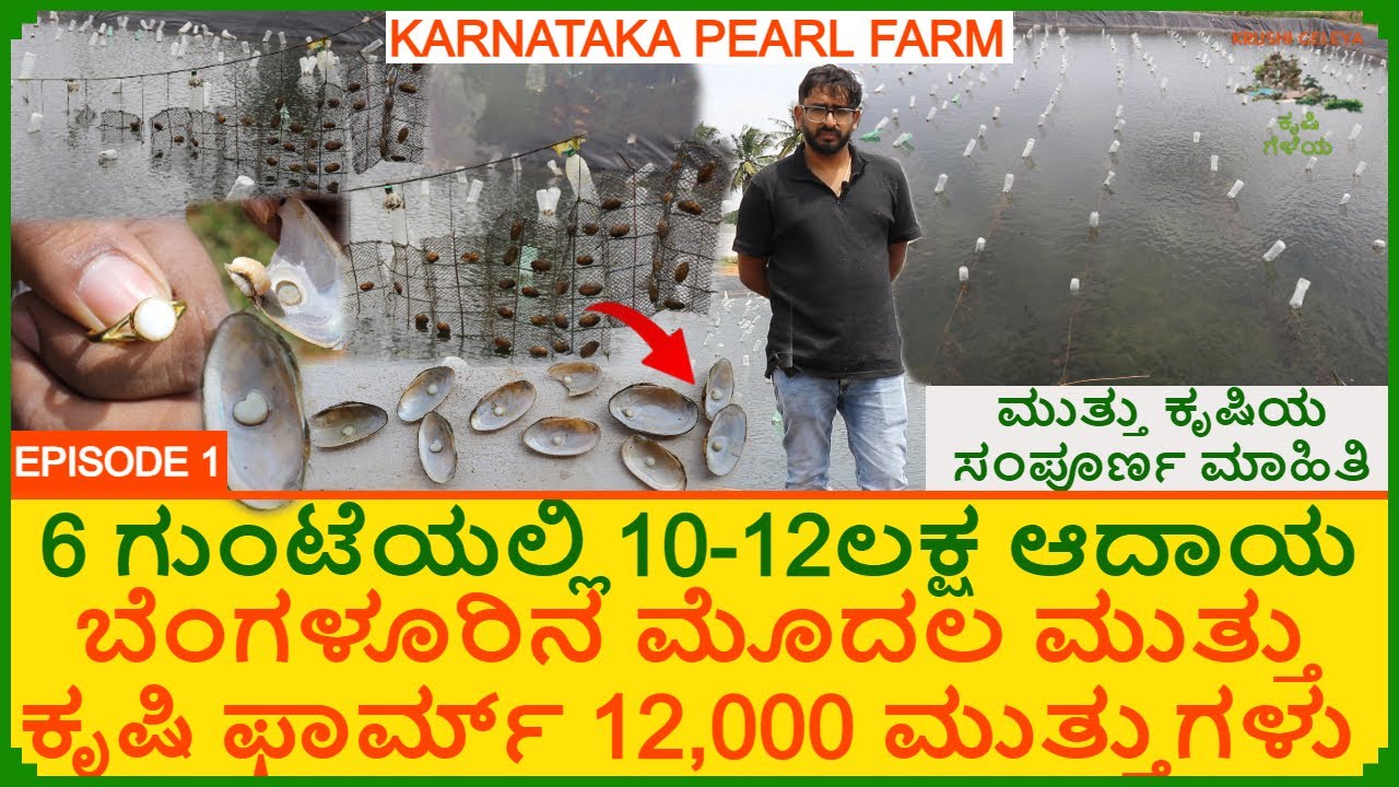 ಮುತ್ತು ಕೃಷಿ ಮಾಡಿ 12 ಲಕ್ಷ ಆದಾಯದ ನಿರೀಕ್ಷೆಯಲ್ಲಿ ಇಂಜಿನಿಯರ್ | Pearl Farming First Pearl Farm In Bengaluru