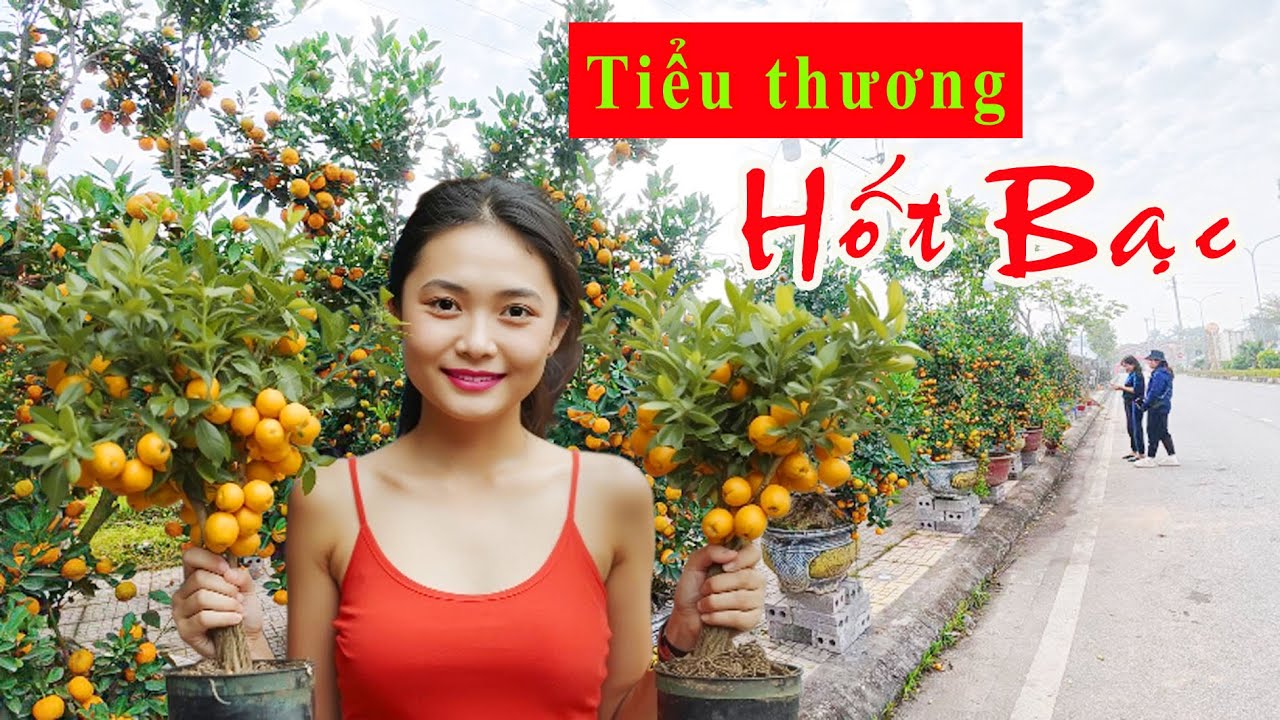 Tại sao tiểu thương lãi lớn vì buôn đào, quất ?