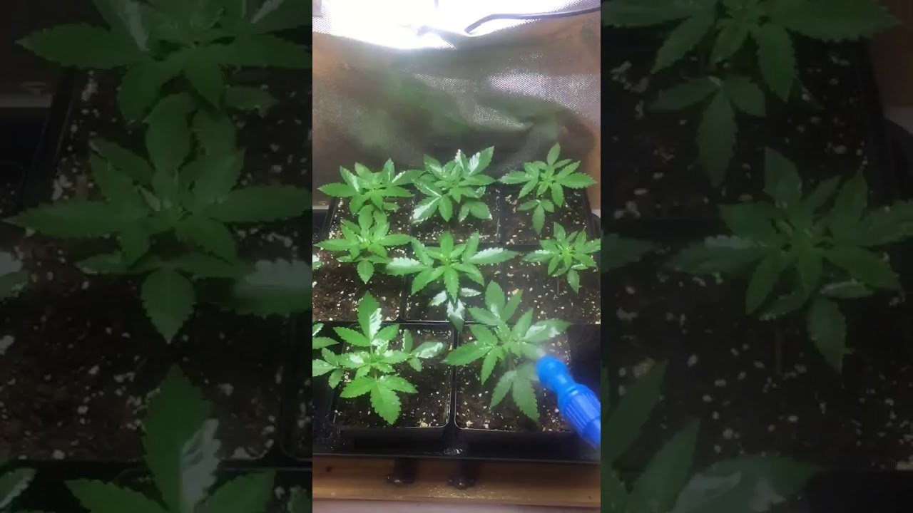 Gorilla glue seedlings at 3 week from germination