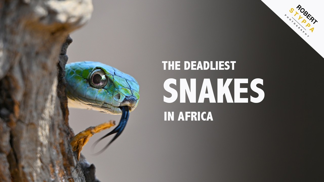 HOEDSPRUIT REPTILE CENTRE (SOUTH AFRICA): Discover Fascinating Snake, Scorpions, Spiders and more