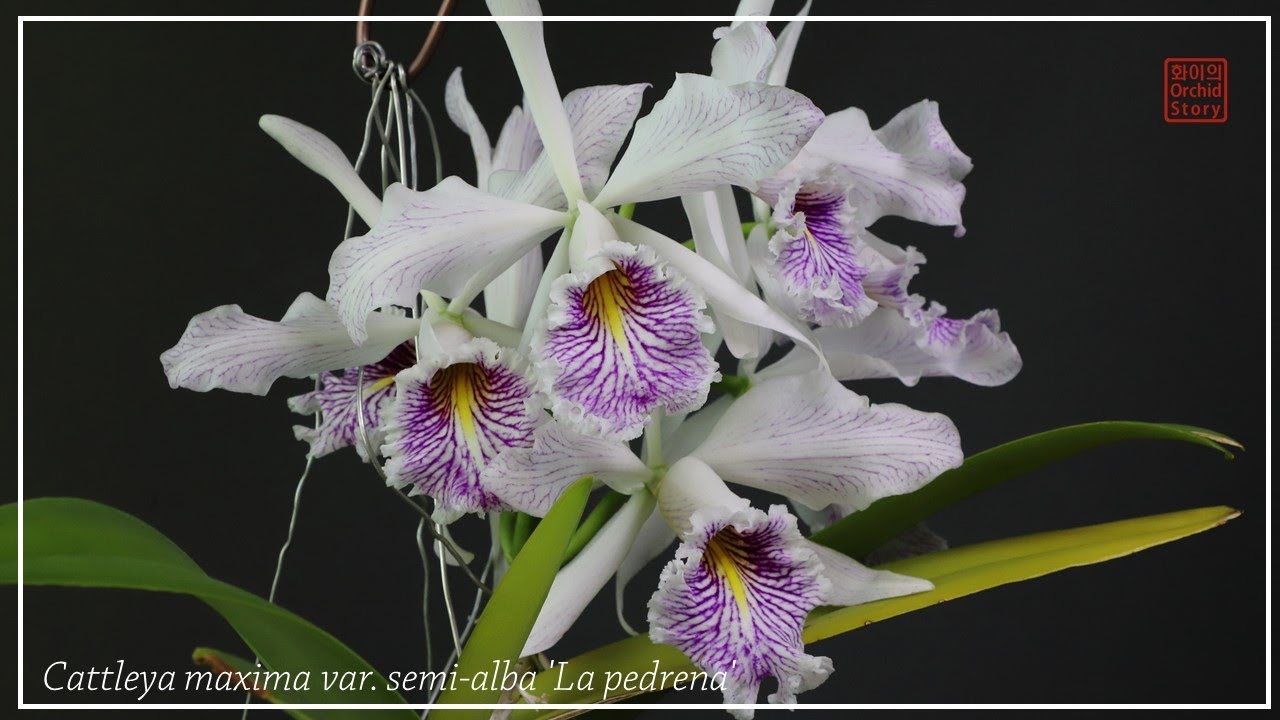 웅장하고 향기로운 카틀레야 맥시마 세미알바 │ Cattleya maxima semi-alba 'La pedrena'