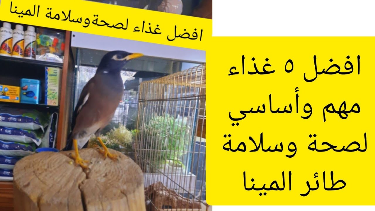 اهم وافضل ٥ أغذيه لطائر المينا 🤔والنقاط المهمه في تغذيه المينا 🤨وماهية الاغذيه المضره للمينا🤕