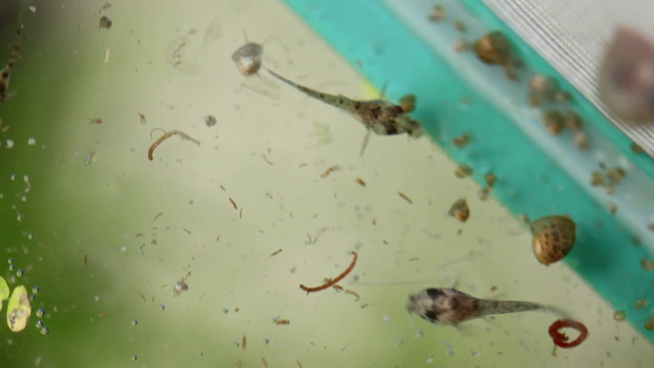 Reproducción de Corydora sterbai (Parte 3)