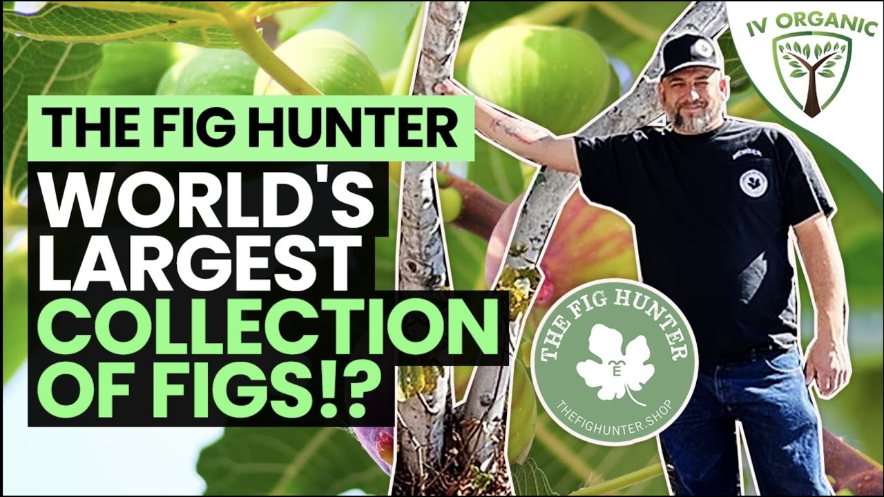 1,600+ NEW Fig Varieties (and counting...) @TheFigHunter