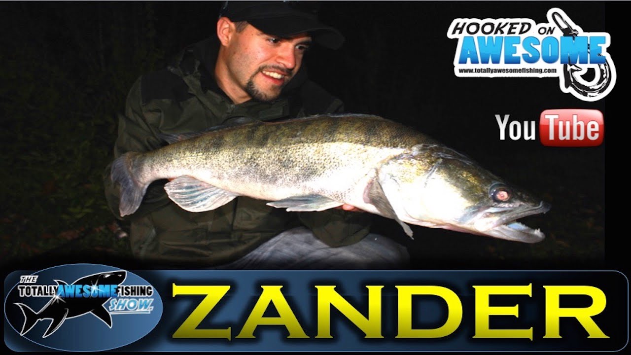 BIG ZANDER Fishing with Deadbaits - TAFishing