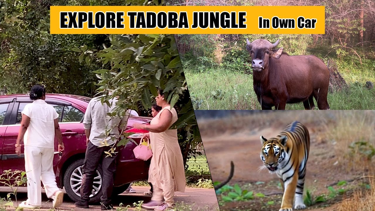 Can You Really Explore Tadoba National Park Jungle Safari in Your Own Car? | Full Vlog Experience!
