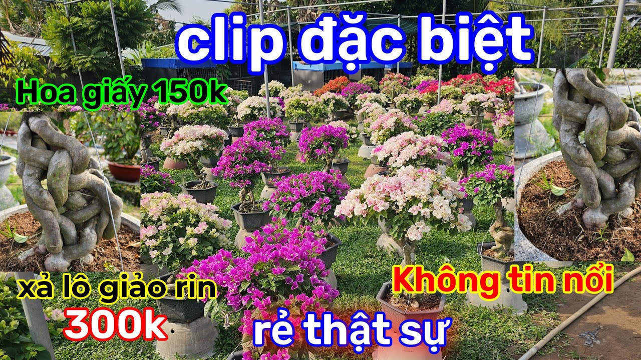 🌲30/1☎️Vườn Kiểng Anh Tèo☎️ Hoa giấy xả vườn🌲150k-300k-500k-1Tr5🌲nghiên cứu gấp 